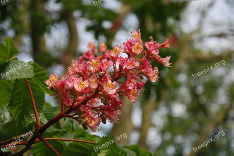 Spring Flowering Horse Chestnut Flowers Garden