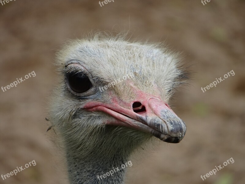 Ostrich Head Beak Feathers Nature