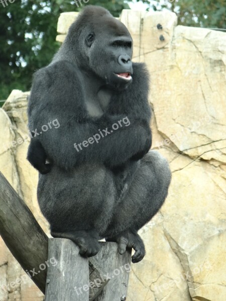 Gorilla Monkey Ape Zoo Mammal