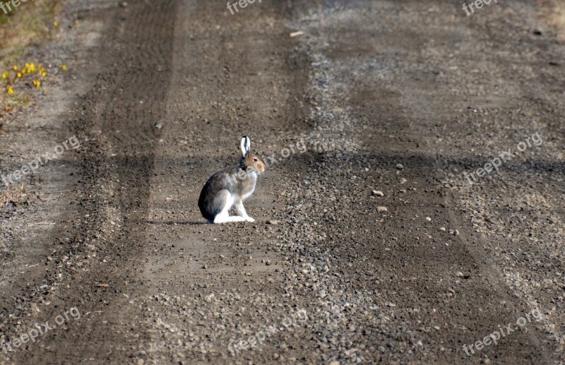 Hare Morning Dirt Road Winter Coat Free Photos