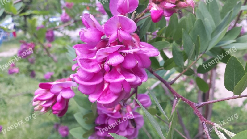 Flower Tree Bush Bright Colors Roslie Flowers