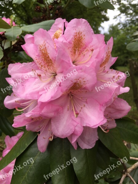 Pink Flowers Floral Nature Free Photos