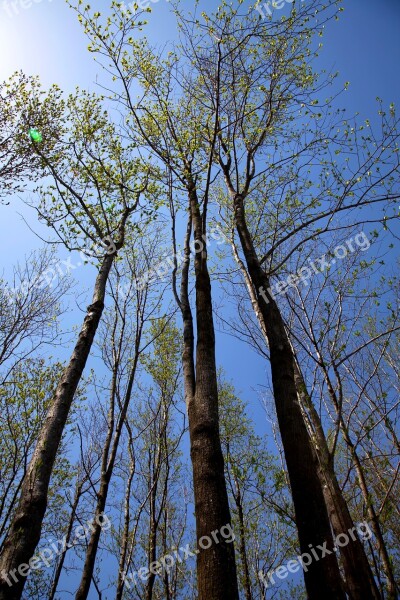 Wood Sky Forest Arboretum Landscape