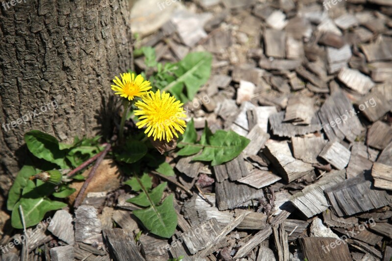 Wood Flowers Dandelion Plants Landscape