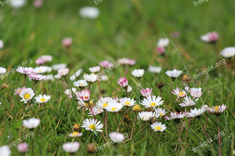 Meadow Daisy Spring Rush Flower Meadow