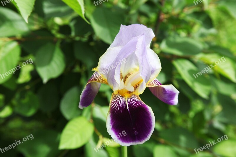 Iris Garden Flower Closeup Beautiful Flower Garden Flowers