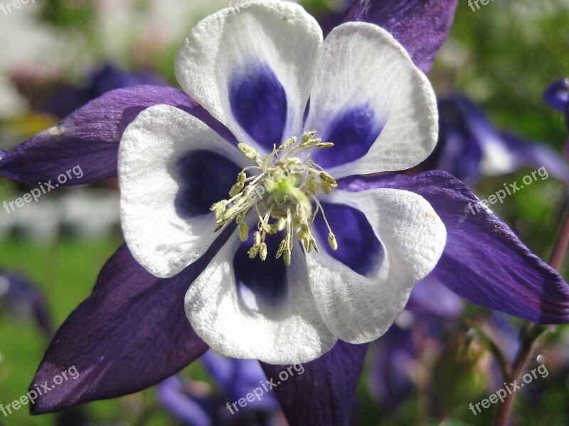 Columbine Blossom Bloom Purple Flower