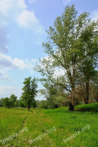 Way Meadow Landscape Grass Green