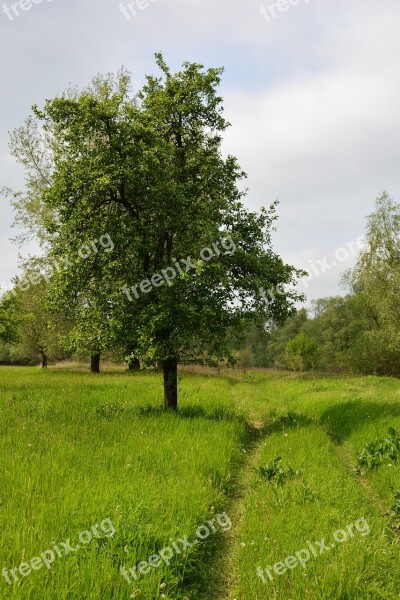 Jabłonka Apple Way Meadow Landscape