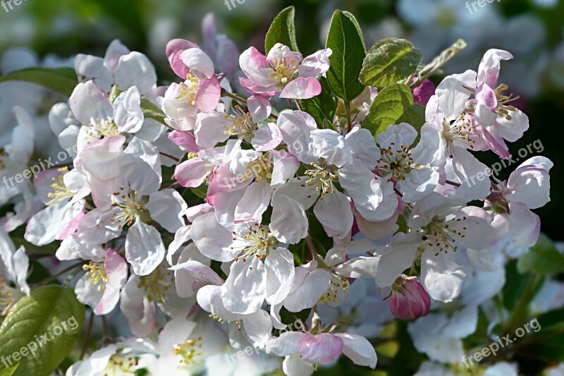 Blossom Bloom Pink White Apple Blossom Malus