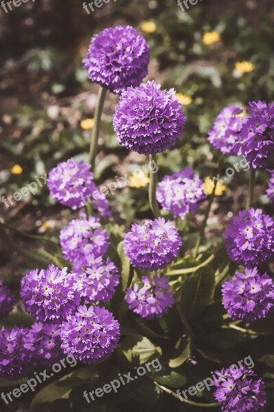 Ball-primrose Drumstick Flowers Garden Purple