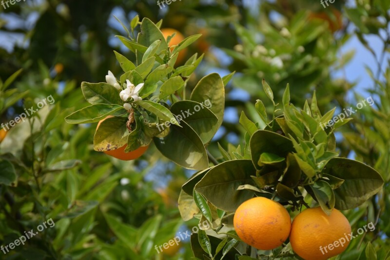 Orange Trees Oranges Orange Blossom Orange Spain