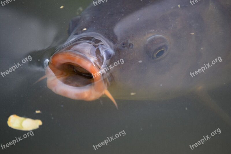 Fish The Surface Re Water Dust