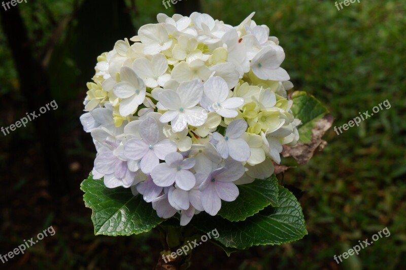 Jasmine Flowers White Garden Ship