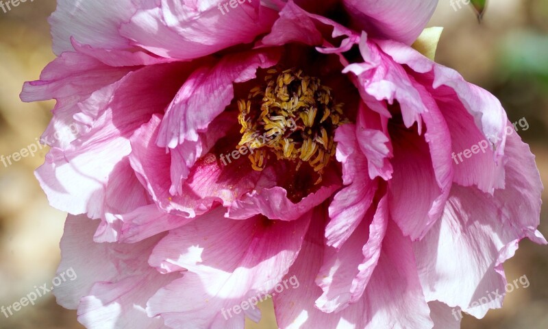 Peony Pentecost Plant Sweet Beautiful