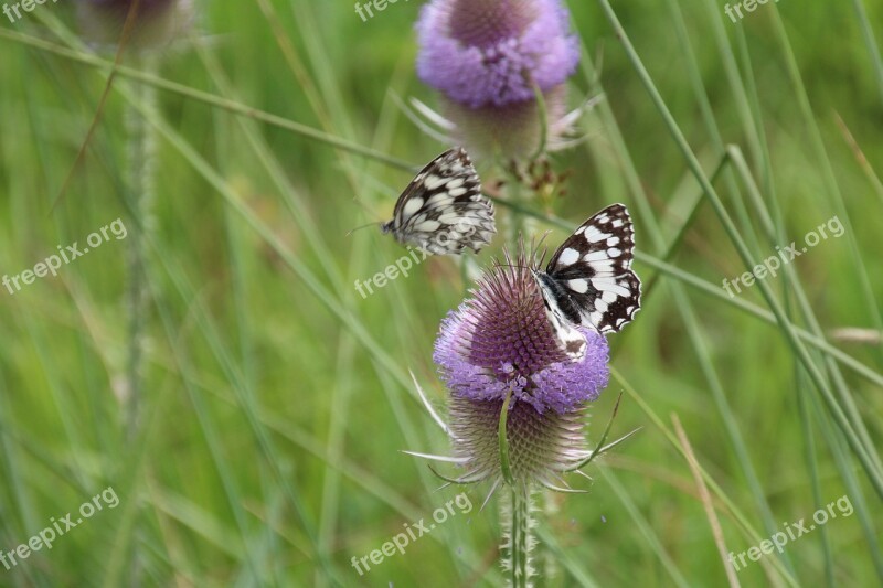 Thistle Butterfly Flower Insect Nature