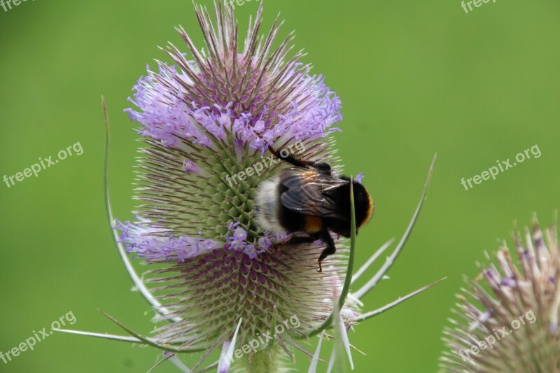 Hummel Thistle Nature Wild Flower Meadow