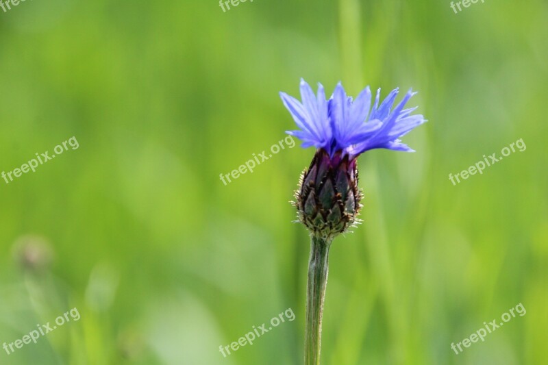 Cornflower Flower Meadow Free Photos