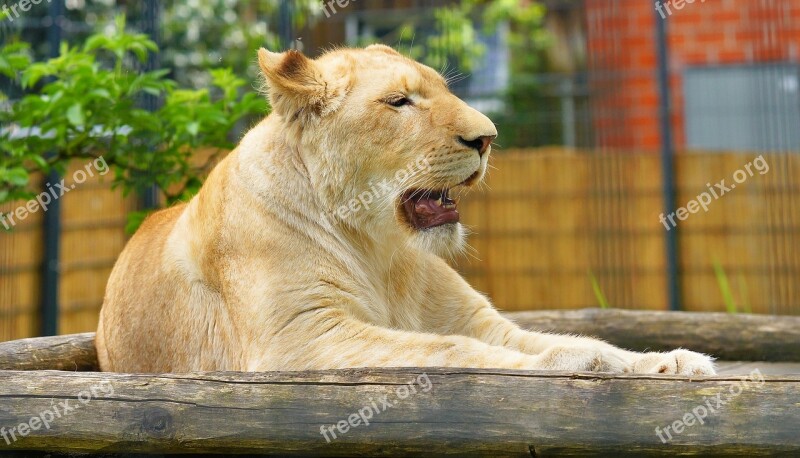 Lioness White Predator Animal Animal Portrait