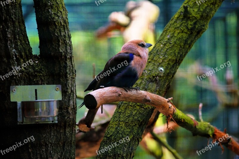 Bird Aviary Cage Zoo Plumage