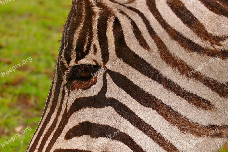 Zebra Striped Brown Zebra Stripes Wild Animal