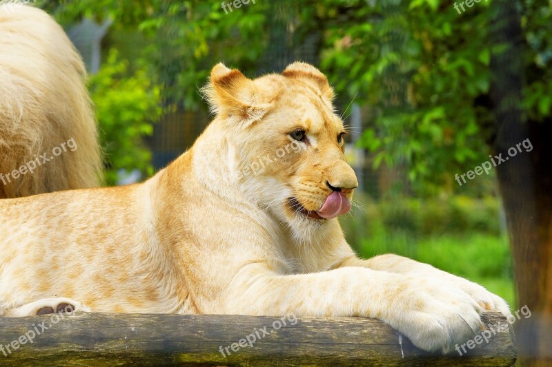 Big Cat Lioness White Lioness Predator Lion Females