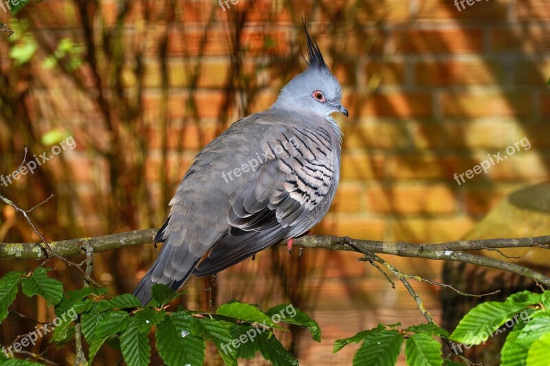 Bird Dove Petite Animal Plumage