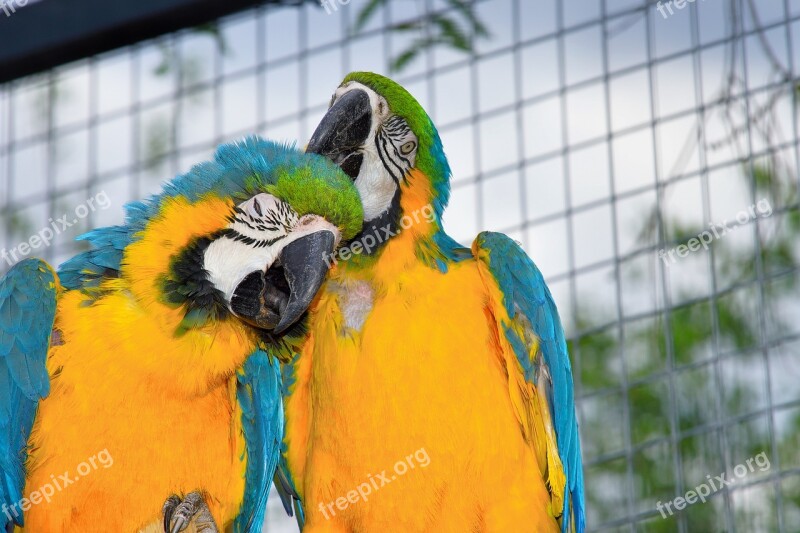 Parrots Aras Couple Tender Devotional