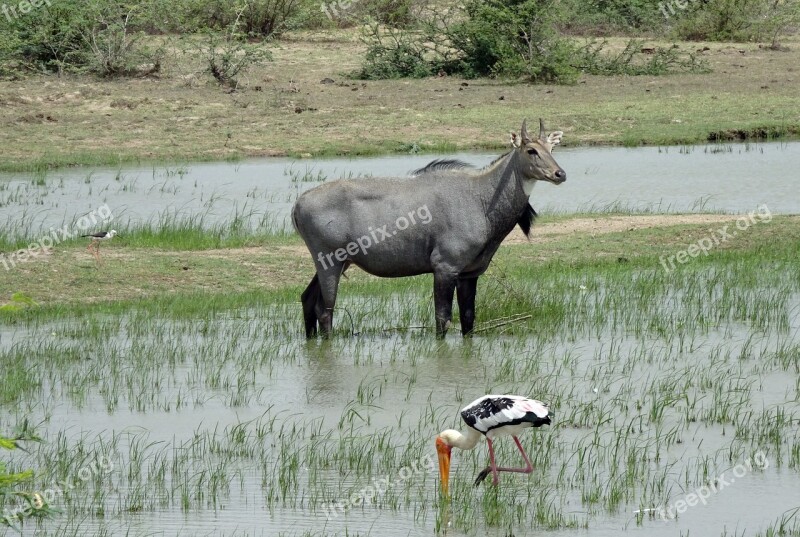 Animal Wild Nilgai Blue Bull Boselaphus Tragocamelus