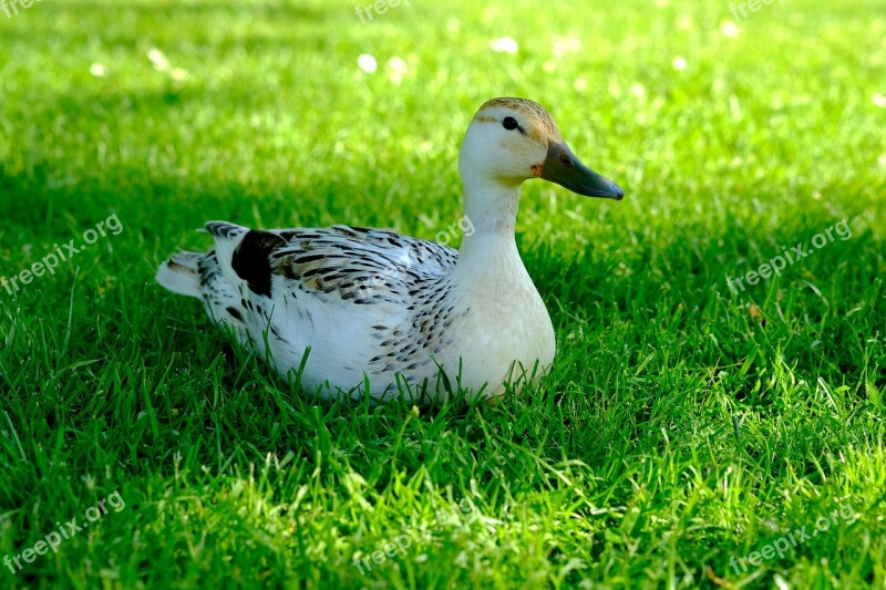 Duck White Animal Water Bird Bird