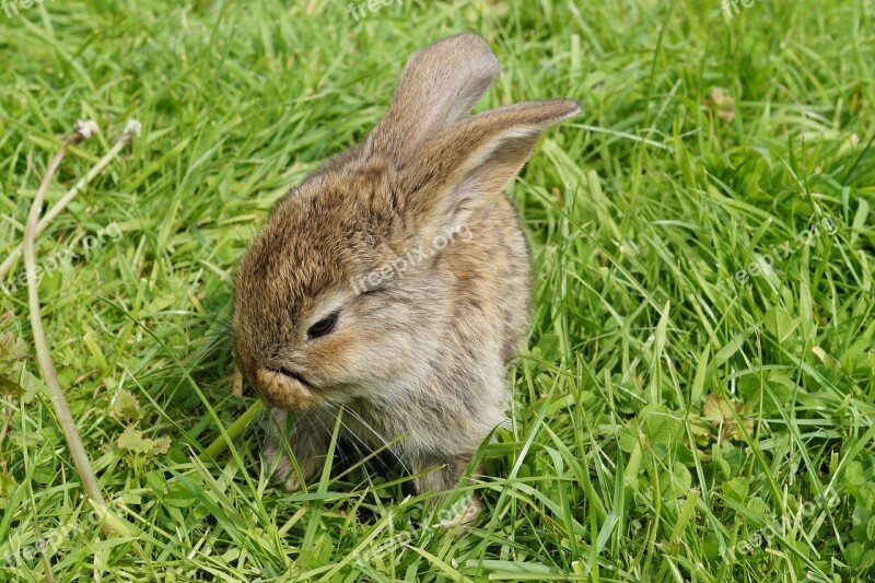 Hare Rabbit Cute Animal Dwarf Rabbit