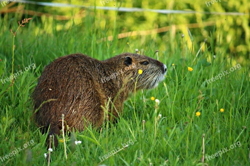 Nutria Nager Coypu Animal Mammal