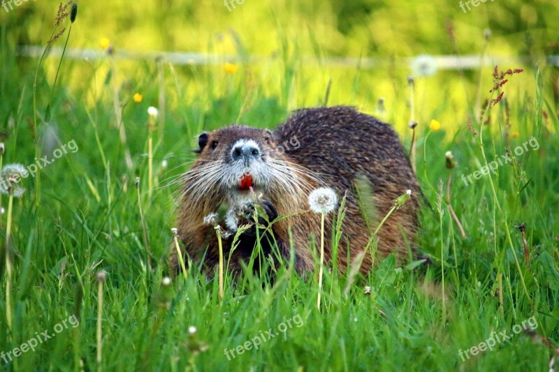 Nutria Rodent Animal Species Of Rodent Water Rat