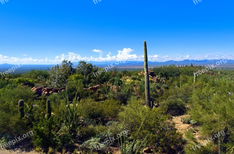 Saguaro View Arizona-sonora Desert Museum Arizona Saguaro Cactus