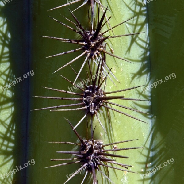 Spines Of A Saguaro Cactus Arizona Desert Tucson