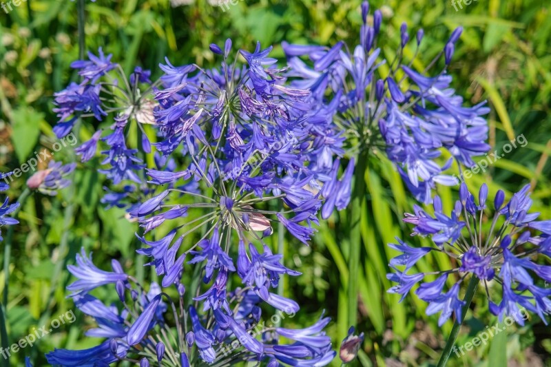 Agapanthus Flower Blossom Bloom Gartenstaude