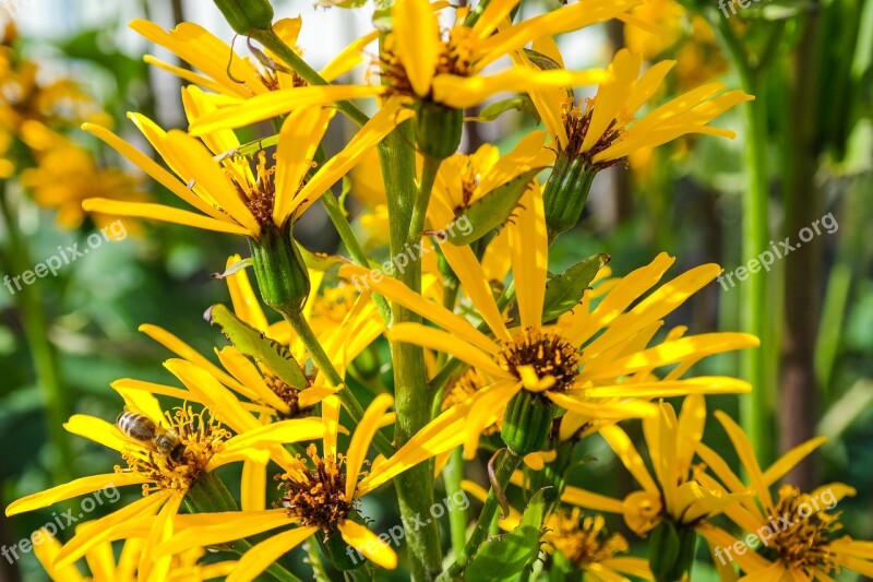 Ligularia Gold Piston Blossom Bloom Gartenstaude