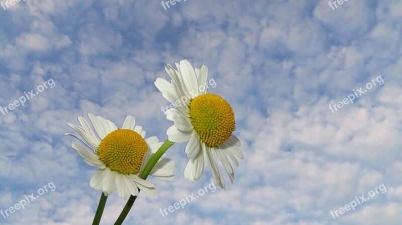 Camomile Flowers Nature Plant Summer