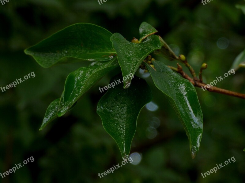 Leaves Green Nature Plant Environment