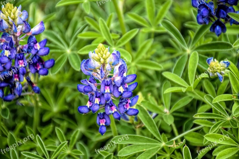 Bluebonnet Wildflower Texas Flower Field