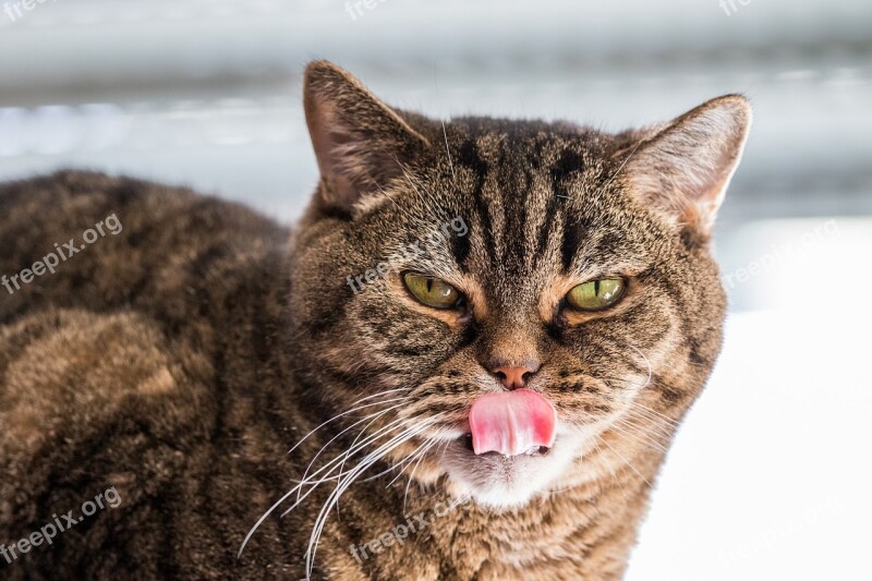 Cat Bkh British Shorthair Mackerel Cat's Eyes