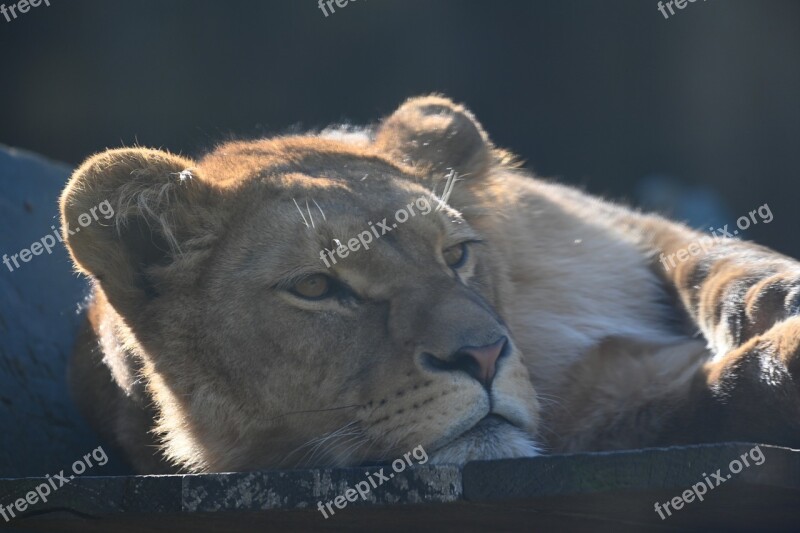 Lioness Predator Africa Woman Carnivores