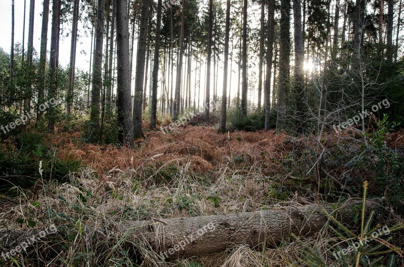 Trees Forest Autumn Nature Landscape