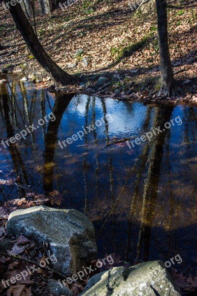 Gualba Forest Nature Trees Montseny