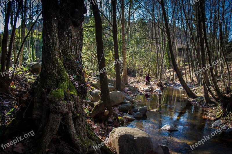 Gualba Forest Nature Trees Montseny