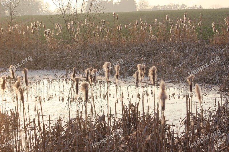 Pond Reed Mirroring Inflorescences Abendstimmung