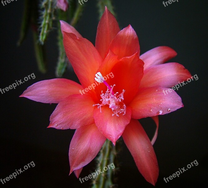 Cactus Cacti Red Flower Nature