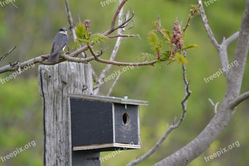 Swallow Birdhouse Canada Nature Free Photos