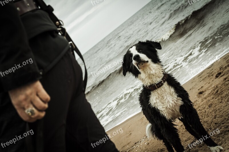 Dog Sea Beach Water Sand