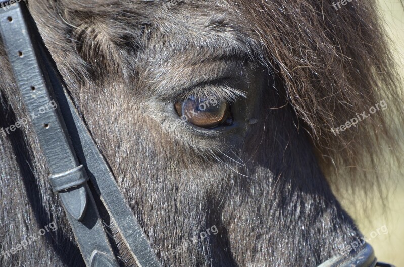 Pony Icelanders Brown Pony Nature Iceland